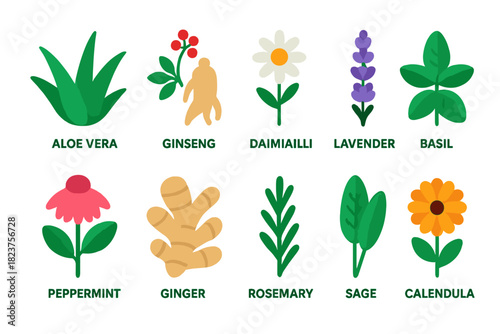 Vibrant Medicinal Plant Icons. Flat vector icons of medicinal plants: aloe vera, ginseng, chamomile, lavender, echinacea,