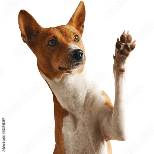 Basenji dog raising paw in a studio portrait.
