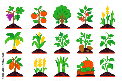 Colorful Agricultural Icons. Flat vector icons of fertile volcanic soil agriculture: grapevine, tomato plant, olive tree, coffee