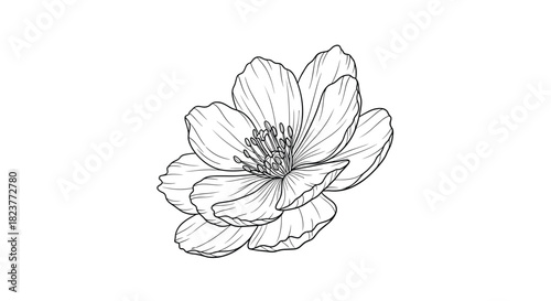 Delicate floral sketch of a blossoming flower with detailed petals and a central cluster of stamens, rendered in black and white line art.