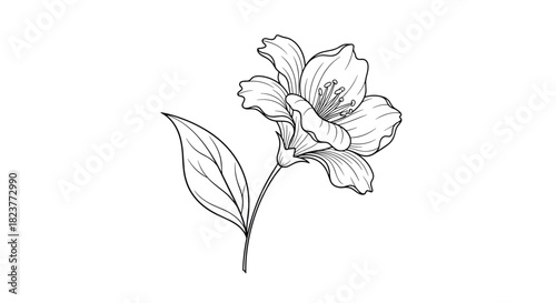 Delicate floral illustration of a jasmine flower with a single leaf, rendered in a minimalist black and white line art style, perfect for botanical designs.