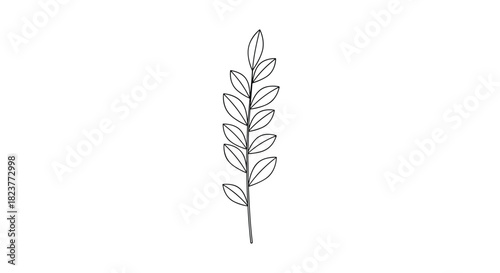 Delicate botanical illustration of a single fern frond with oval leaves and a slender stem, rendered in a minimalist line art style.