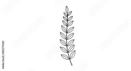 Delicate botanical illustration of a fern frond with elongated oval leaflets and a central stem, showcasing natural elegance and simplicity.