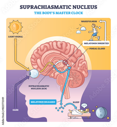 Suprachiasmatic nucleus master clock guides circadian rhythm by light to SCN and pineal gland, brain, eye, melatonin pathway shown. Outline diagram