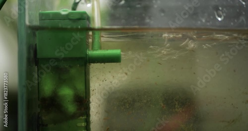 Portable Aquarium Pump Activated After Extended Downtime Close-Up Water Circulation Cleaning Contaminated Fish Tank Real-Time Operation Home Aquatic Maintenance Sound Included