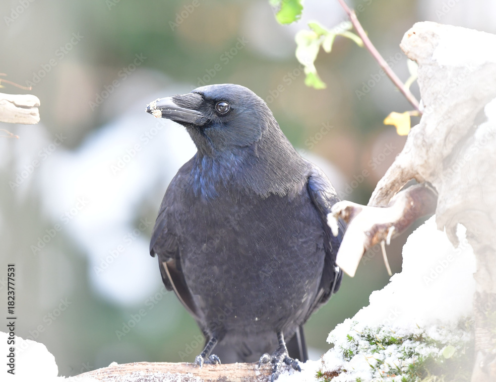 Obraz premium Rabenkrähe