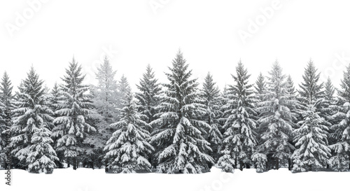 Panoramic sculptural line of snow-covered evergreen trees (scots pine, white spruce), textured with hoarfrost, against a high-key transparent studio background. Elegant winter holiday border