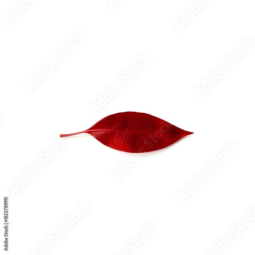 A single, delicately curved red leaf with intricate veins and a subtle sheen, on a pristine white background