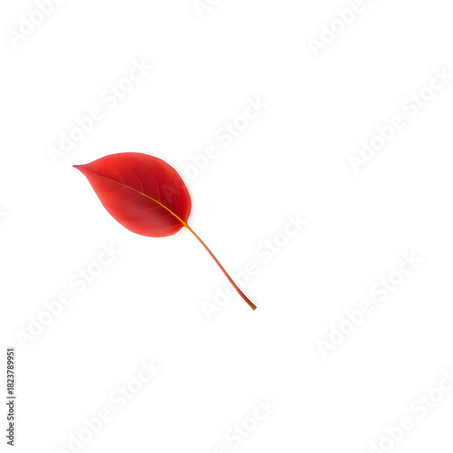 A single, delicately curved red leaf with intricate veins and a subtle sheen, on a pristine white background