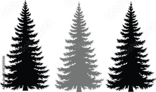 Set of three detailed spruce fir pine tree silhouettes in black and gray, vector illustration for winter forest landscape design