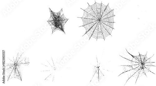 Collection of six detailed black and white spiderwebs with a spider on one arachnid insect