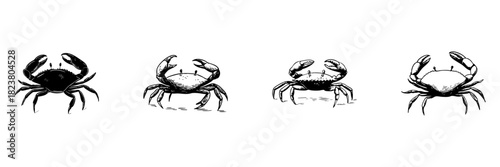 Crab Illustrations Doodle Sketch Set. Marine Life And Coastal Wildlife In Hand Drawn Style Collection. Detailed Crustacean Art. Isolated Vector Illustration