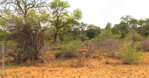 Panorama of landscape and animals in Kruger Park in spring.