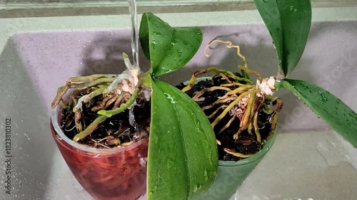 Watering orchid flowers at home