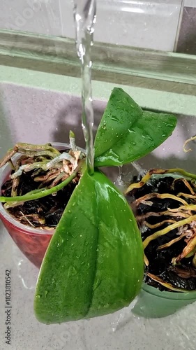 Watering orchid flowers at home