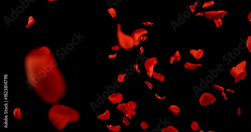 Flying Dark Red Rose Petals Isolated on Black Background. Freeze Motion VFX Overlay for Romantic Scenes, Cinematic Transitions and Graphics.