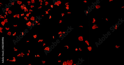Flying Dark Red Rose Petals Isolated on Black Background. Freeze Motion VFX Overlay for Romantic Scenes, Cinematic Transitions and Graphics.