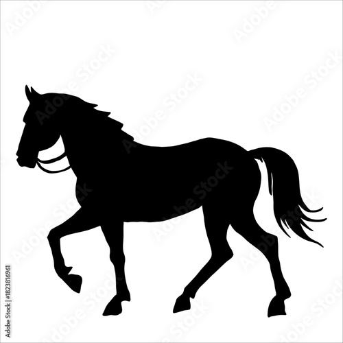 Vector silhouette of horse isolate on white backround.