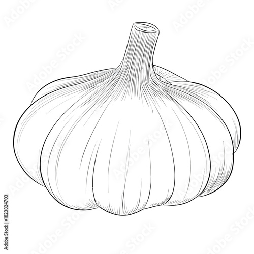 Detailed monochrome illustration of garlic bulb with stem and textured skin