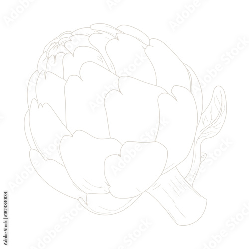 Artichoke illustration isolated on white background for culinary or design use