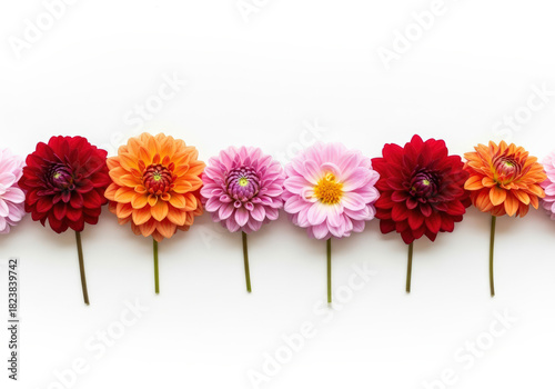 Colorful dahlias arranged in a row against a clean white background