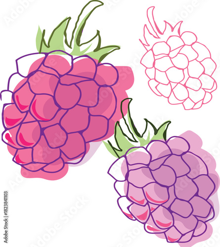 Raspberry clipart, hand drawn illustration, fruit vector