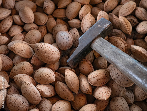 Metal hammer with wooden handle placed on a pile of almonds freshly picked from the almond tree (Prunus dulcis) ready to remove the light brown outer shell of the fruit by hammering