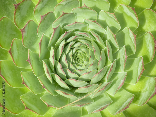 Macro overhead view of the center of an alabaster rose, succulent cactus, with its green leaves and reddish apex and margin, flattened and fleshy leaves arranged in a rosette shape