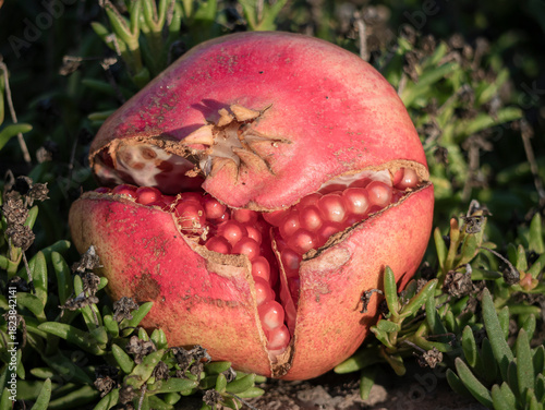 Pomegranate fruit from the grape tree (Punica granatum) lying on the ground surrounded by garden grass and cut in half, revealing numerous seeds covered in a juicy, red pulp