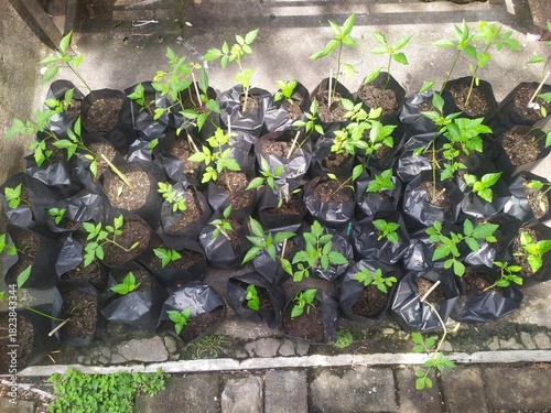 green plants in a garden, planting ornamental plant seeds