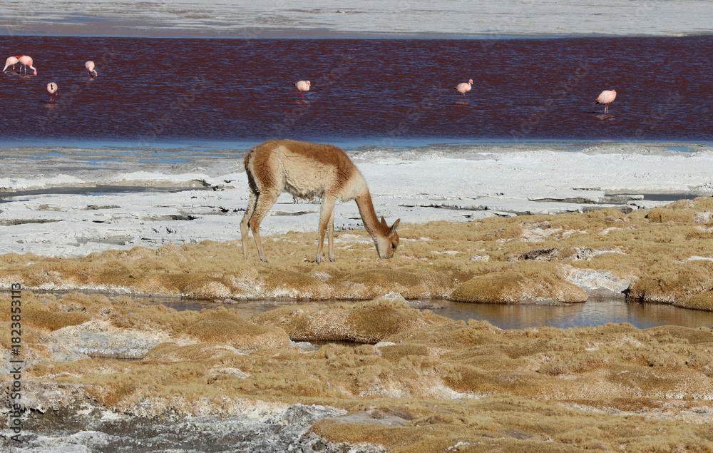 Obraz premium Vicunas near Laguna Colorada, Bolivia