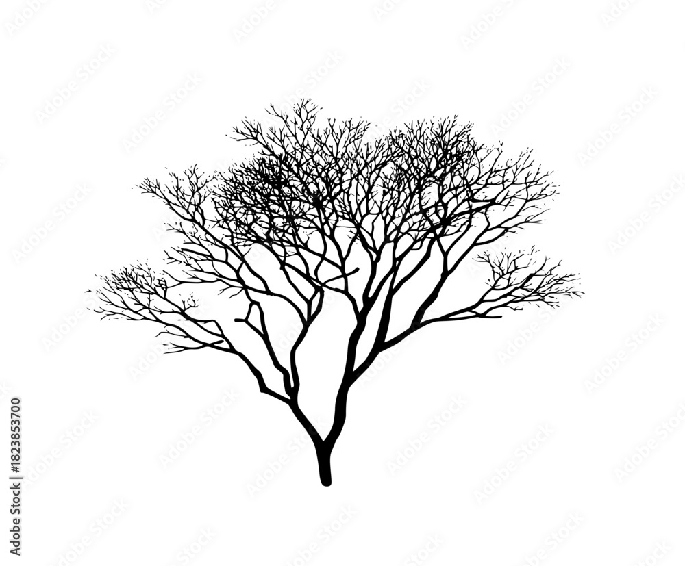Obraz premium Elegant Bare Tree Silhouette | Clean, isolated vector art for creative projects.