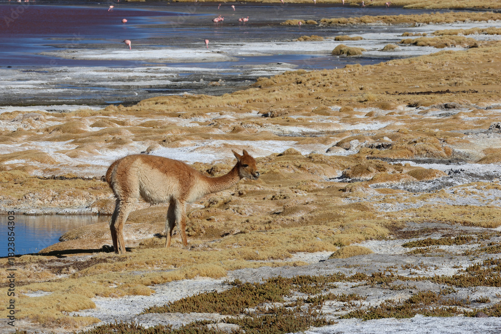 Obraz premium Vicunas near Laguna Colorada, Bolivia