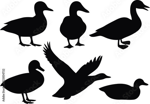 Silhouette of ducks in various poses isolated on white background