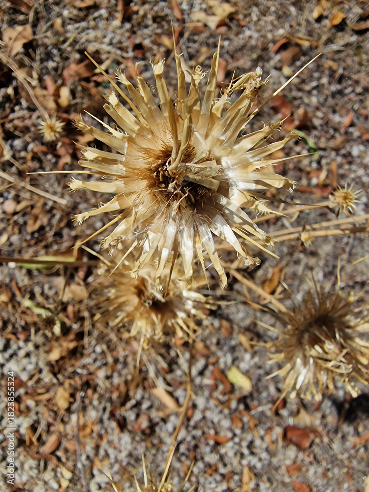 Fototapeta premium wild thistle in the middle of the field