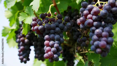 Wallpaper Mural Lush bunches of plump purple grapes hang from vines with vibrant green leaves under sunlight Torontodigital.ca