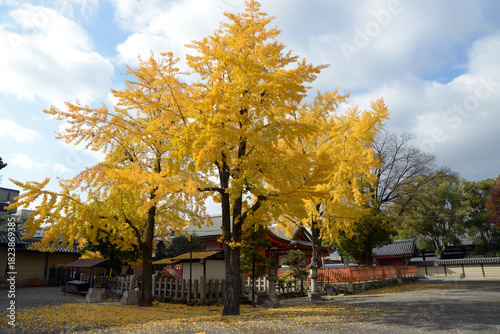 秋の東寺　八幡社殿のイチョウ　京都市南区九条町
