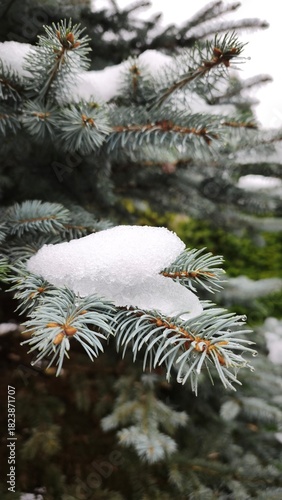 snow covered pine tree