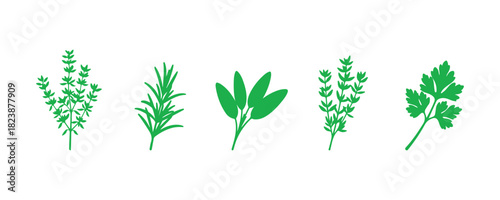 Group of famous culinary herbs. illustrated in a realistic manner. outline sketches of basil, coriander, mint, rosemary, basil, sage, thyme, parsley green silhouettes, etc.