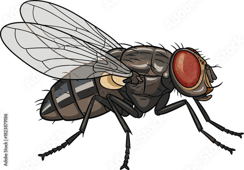 Detailed housefly vector illustration, insect anatomy, compound eyes, transparent wings, entomology diagram, biological study, pest control, scientific reference, realistic style