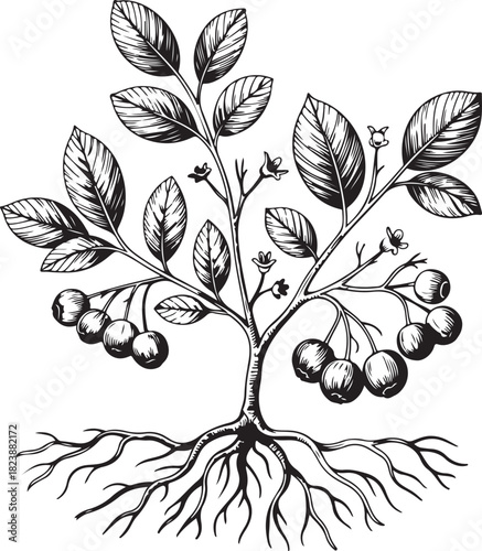Botanical illustration of a small tree with blueberries and exposed roots
