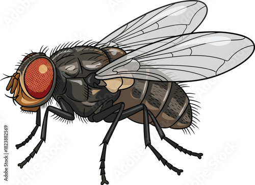 Housefly vector illustration, insect anatomy, detailed fly drawing, compound eyes, transparent wings, entomology reference, biological study, pest control, educational graphic