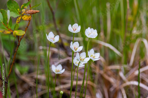 Blooming Parnassia palustris close-up. Arctic