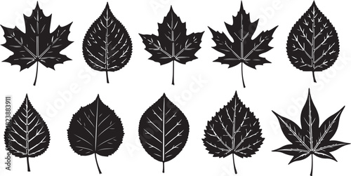 Collection of Black Silhouette Autumn Leaves with Detailed Veins fall leaf