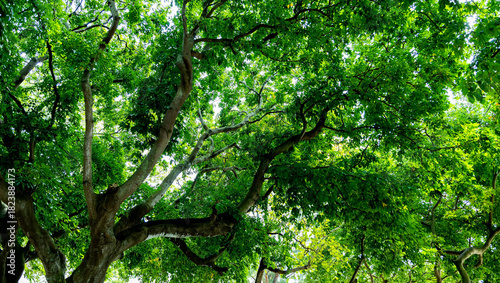 Looking up view of tree trunk to green leaves of tree in forest with sun light. Fresh environment in green woods