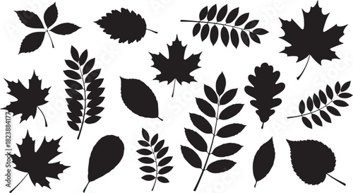 Collection of Black Silhouettes of Autumn Leaves and Ferns leaf maple