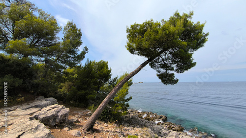 leaning pine trees by on the coastline of the Adriatic sea