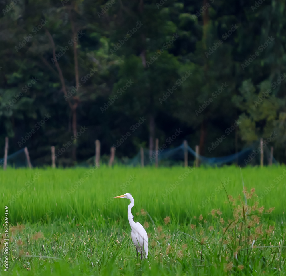 Obraz premium A beautiful bird great white heron