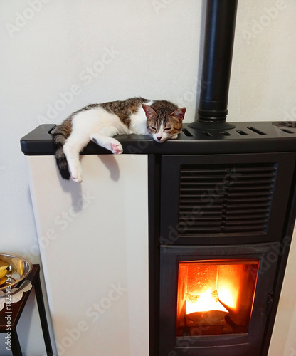 A white and gray cat is sleeping on the stove