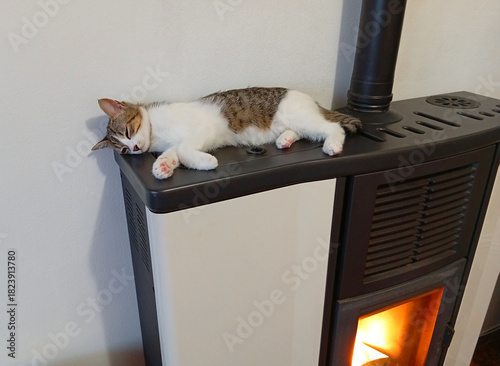 cat that is warm and sleeps on the stove